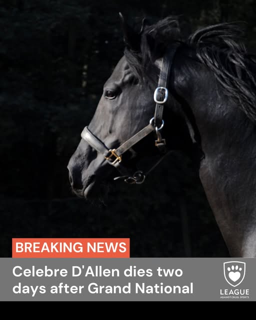 Celebre D’Allen Death & Obituary: Horse Dies Following Grand National, Renewing Welfare Concerns
